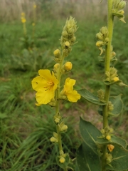 Verbascum phlomoides