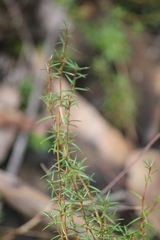 Hibbertia exutiacies