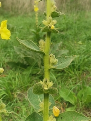 Verbascum phlomoides