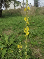 Verbascum phlomoides