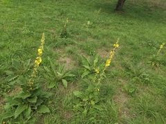 Verbascum phlomoides