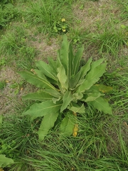 Verbascum phlomoides