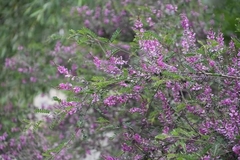 Indigofera heterantha