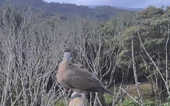 Streptopelia tranquebarica