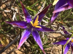 Calectasia