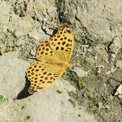 Argynnis anadyomene