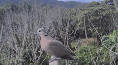 Streptopelia tranquebarica