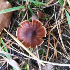 Macrocystidia cucumis