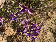 Calectasia