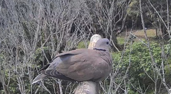 Streptopelia tranquebarica