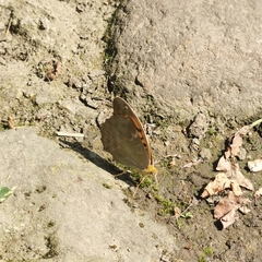 Argynnis anadyomene
