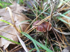 Macrocystidia cucumis