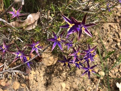 Calectasia