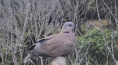 Streptopelia tranquebarica