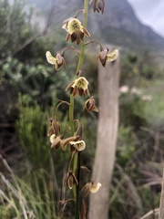 Eulophia bolusii
