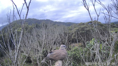 Streptopelia tranquebarica