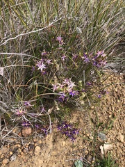 Calectasia
