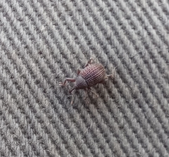 Melanterius servulus