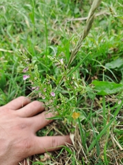 Scutellaria racemosa