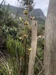 Eulophia bolusii