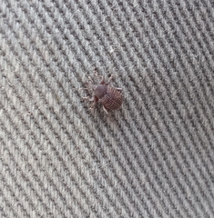 Melanterius servulus