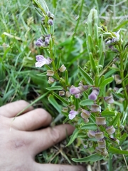 Scutellaria racemosa