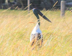 Ephippiorhynchus asiaticus