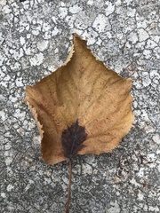 Betula pendula