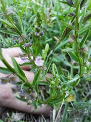 Scutellaria racemosa