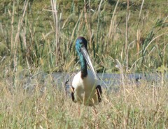 Ephippiorhynchus asiaticus