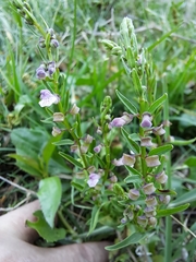 Scutellaria racemosa