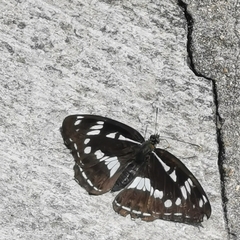 Limenitis helmanni