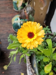 Calendula officinalis