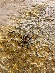 Spinosatibiapalpus trinitatis