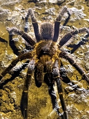 Spinosatibiapalpus trinitatis