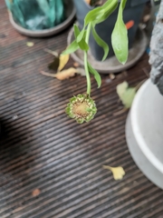Calendula officinalis