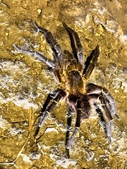 Spinosatibiapalpus trinitatis