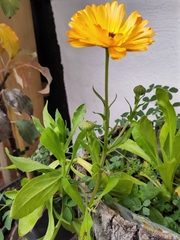 Calendula officinalis