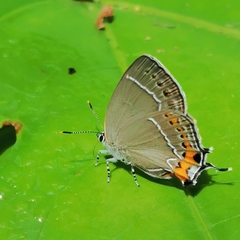 Satyrium grandis