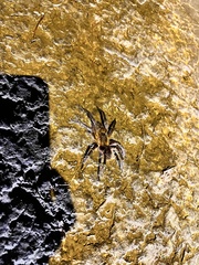 Spinosatibiapalpus trinitatis