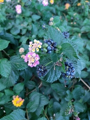 Lantana
