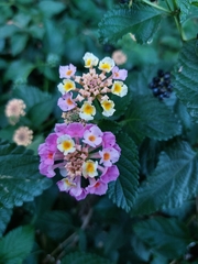 Lantana