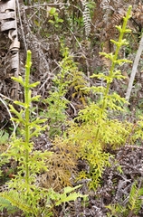 Lycopodiaceae