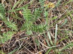 Chaerophyllum eriopodum