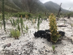 Disa pygmaea