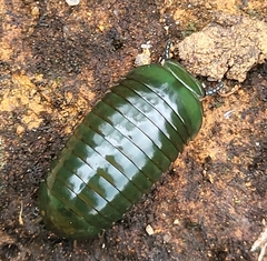 Zoosphaerium neptunus