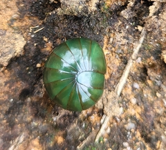 Zoosphaerium neptunus