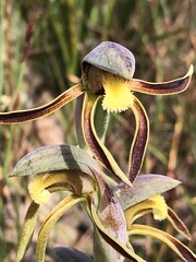 Lyperanthus serratus