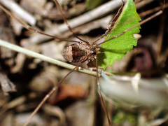 Leiobunum blackwalli