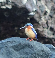 Corythornis vintsioides